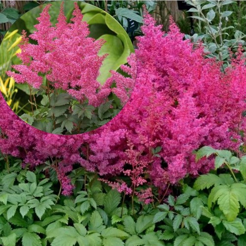 Astilbe arendsii 'Jump and Jive' - Arendsi astilbe 'Jump and Jive' C2/2L